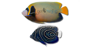 Angelfish PNG Photo PNG Clip art