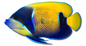 Angelfish PNG Pic PNG Clip art