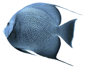 Angelfish Transparent PNG PNG Clip art