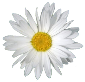 Daisy PNG Clipart PNG Clip art