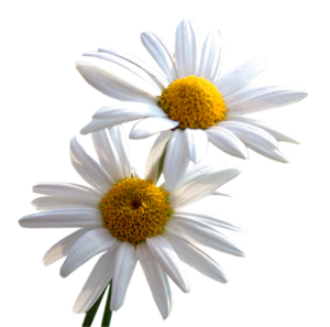 Daisy PNG File PNG Clip art