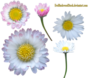 Daisy PNG Transparent Image PNG Clip art