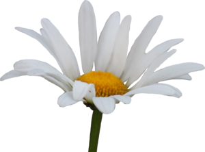 Daisy Transparent Background PNG Clip art