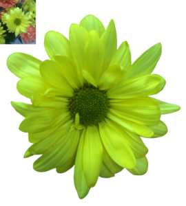 Daisy Transparent PNG PNG Clip art