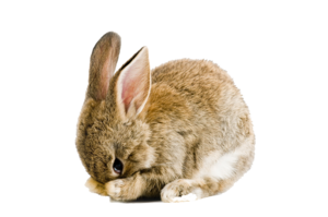 Easter Rabbit PNG Pic PNG Clip art