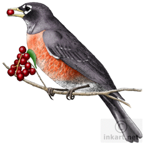 European Robin PNG Clipart PNG Clip art