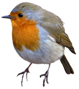 European Robin PNG Image PNG Clip art