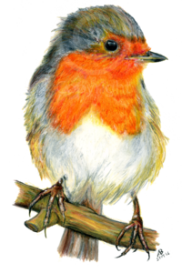 European Robin PNG Photos PNG Clip art