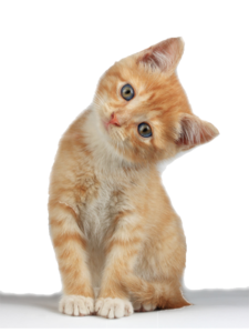 Kitten PNG Clipart PNG Clip art