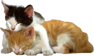 Kitten PNG File PNG Clip art