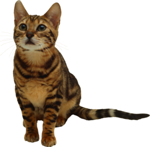 Kitten Transparent PNG PNG Clip art