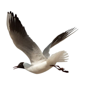 Ocean Birds Transparent PNG PNG Clip art