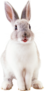 White Rabbit PNG File PNG Clip art