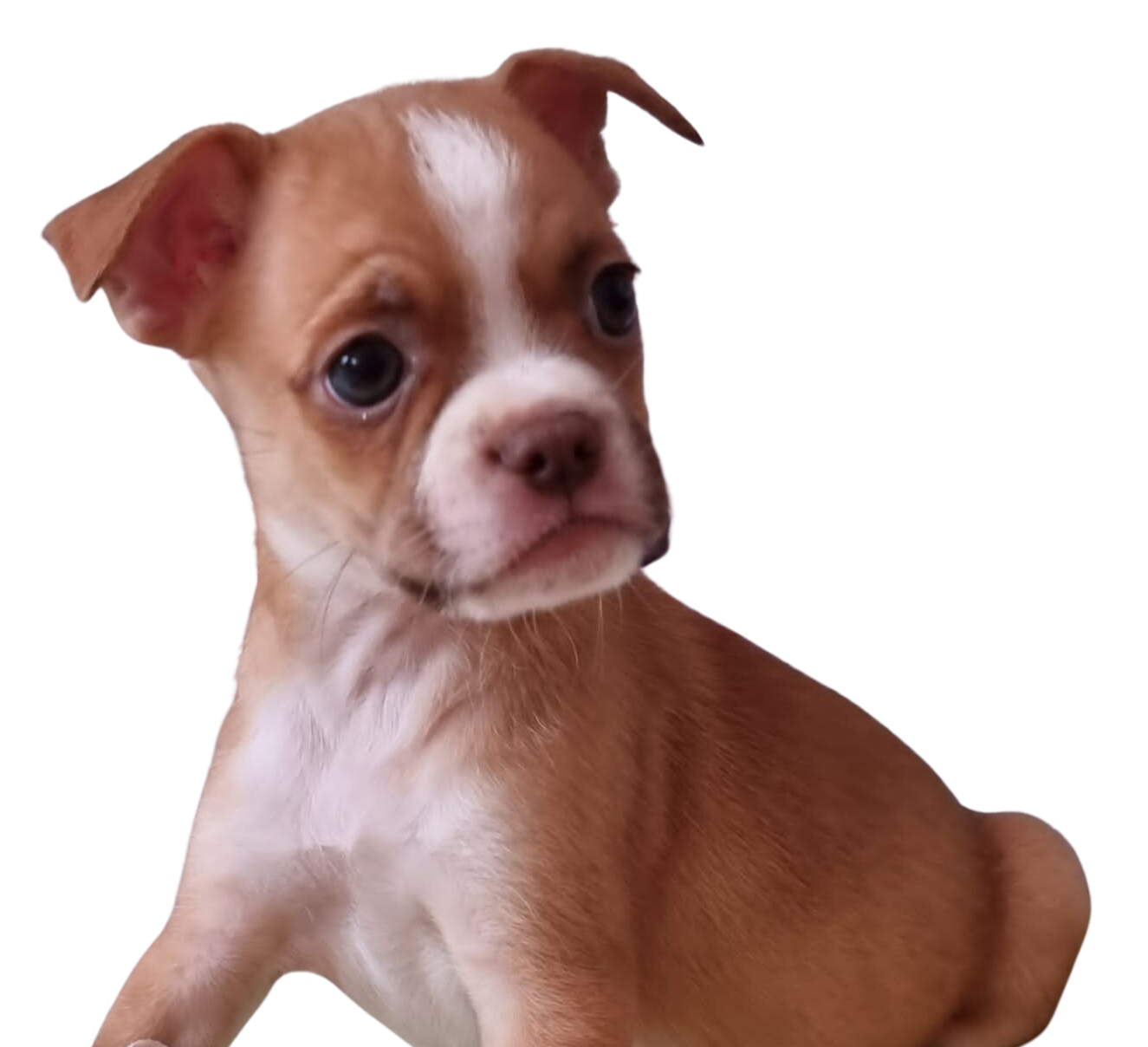 cuanto mide el chihuahua terrier