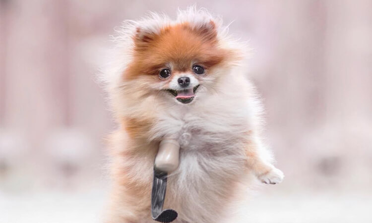 Pomeranian