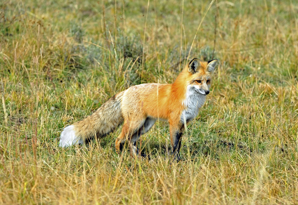 Photography of a Sierra Nevada Red Fox | Fox Photography