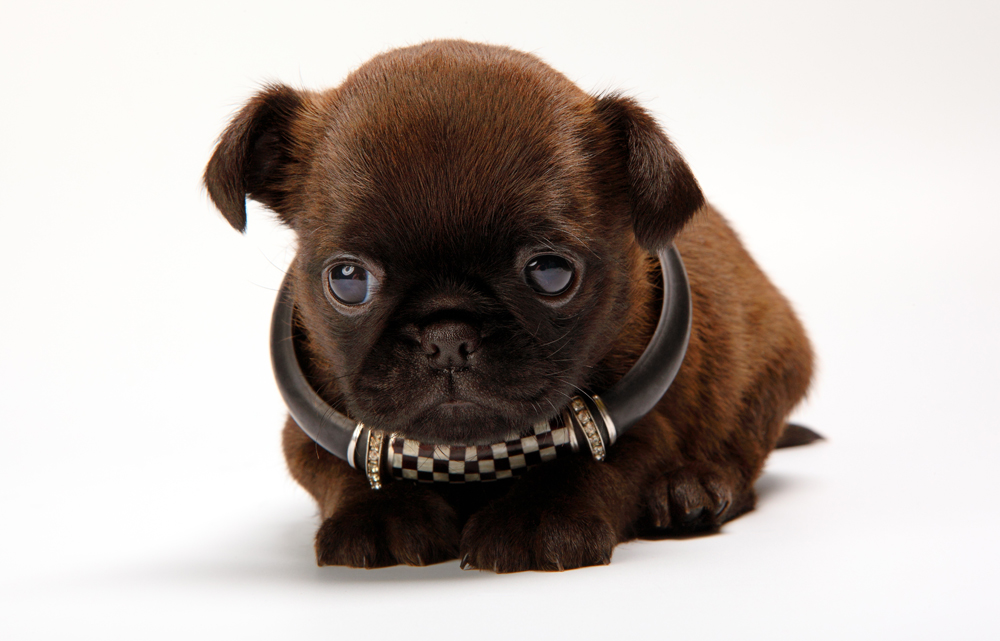 Picture of Small Brown Griffon Puppy on White Background | Dog Studio Photography