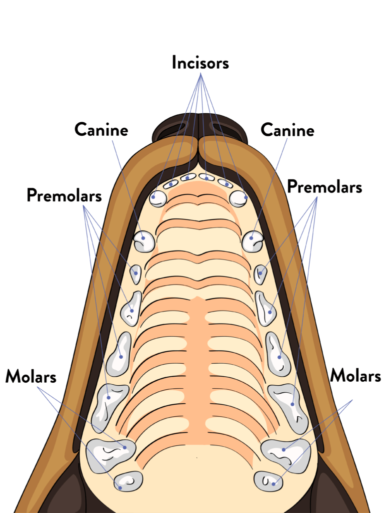 how many teeth do puppies lose