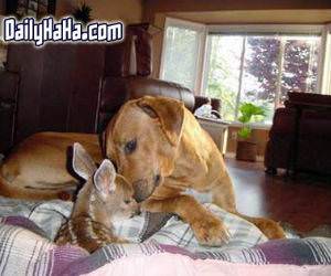 Dog kissing a deer