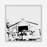 Wiregrass Sacred Harp Singers - Songs From The B. F. White Sacred Harp (Tape)
