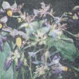 Jas Shaw - Between The Seed And The Timber