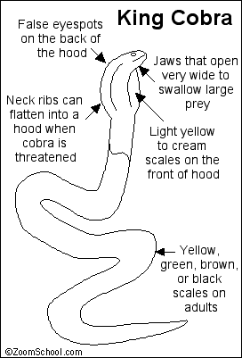 King Cobra Snake Hood Drawings