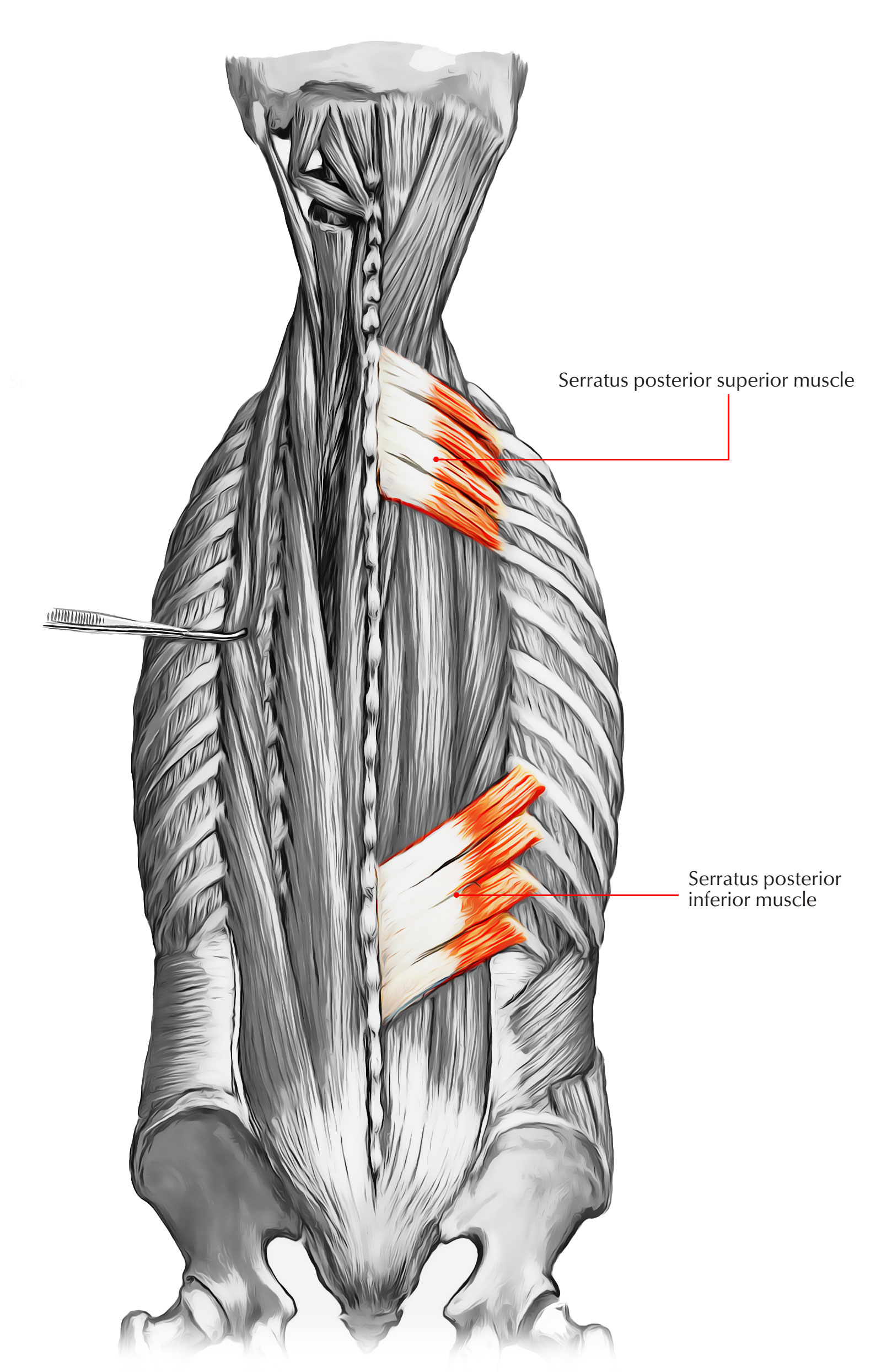 Intermediate Layer of Back Muscles