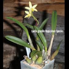 Laelia gracilis.jpeg