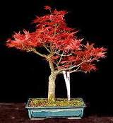 Acer-palmatum-deshojo.jpg