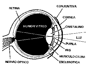 Ojosfig.gif