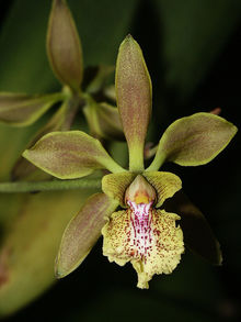 Encyclia alata.jpg