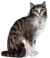 Cat1copy.png