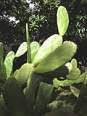 Opuntia