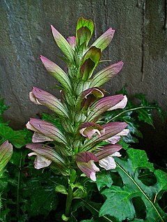 240px-Acanthus balcanicus 02.jpg