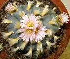 Lophophora2.jpg