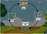 Fish Life Cycle