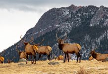 SAVE COLORADO RESIDENT ARCHERY HUNTS