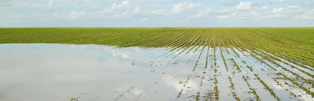 A flooded crop field.