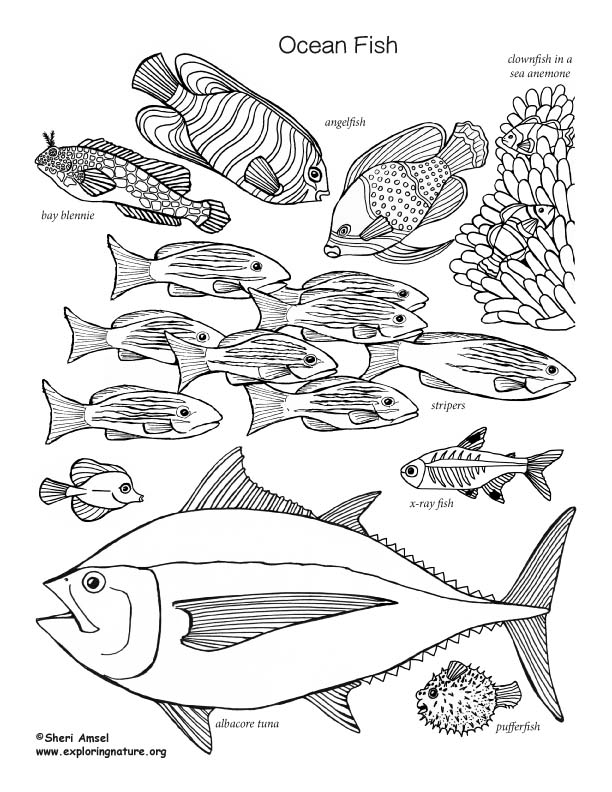 free coloring pages of ocean fish