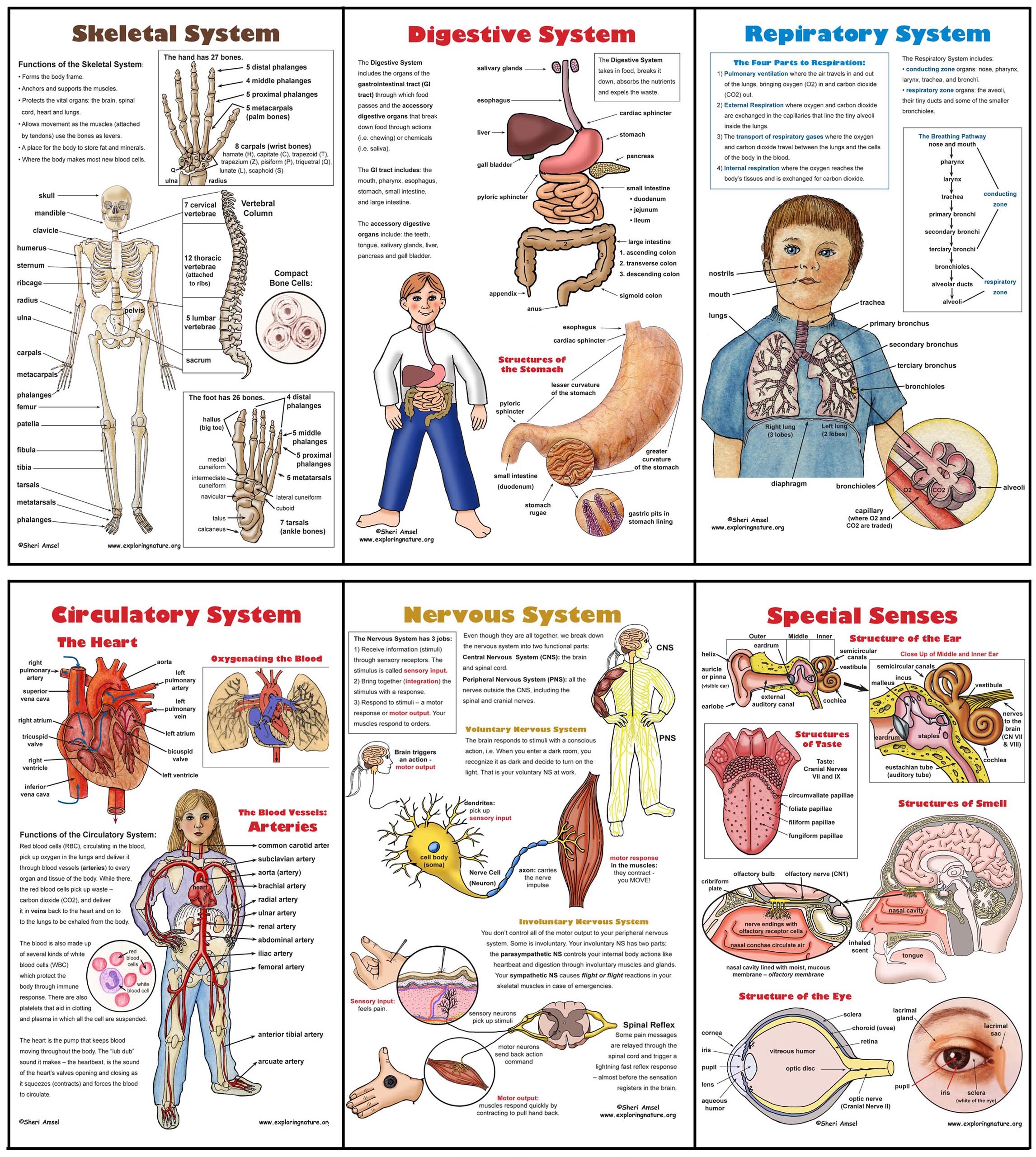 Human Body Printables