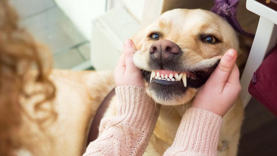 How Old Are Dogs When They Teeth