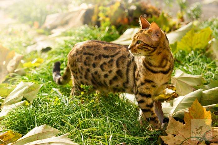 Gato Bengalí explorando