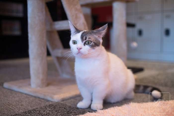 munchkin-cat