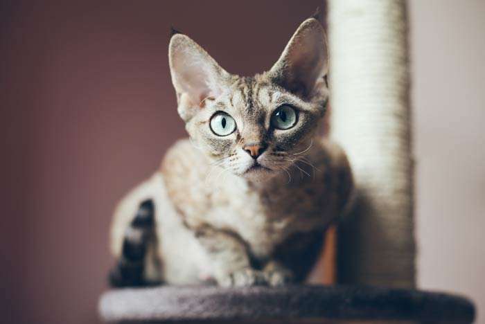 Devon Rex de ojos verdes