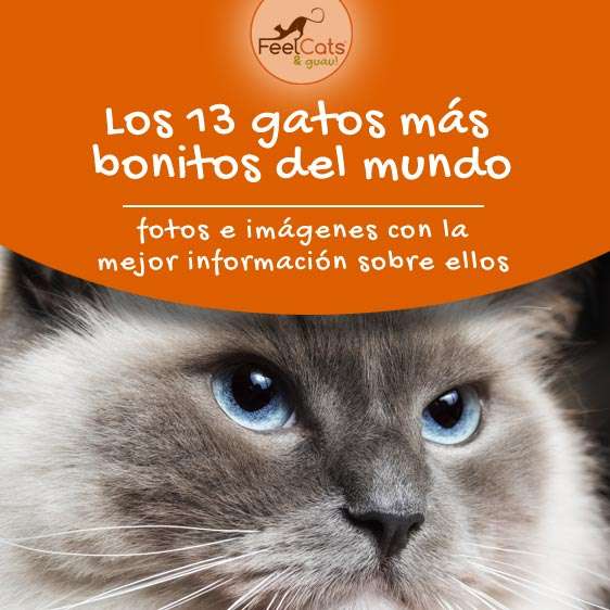 Los gatos más bonitos