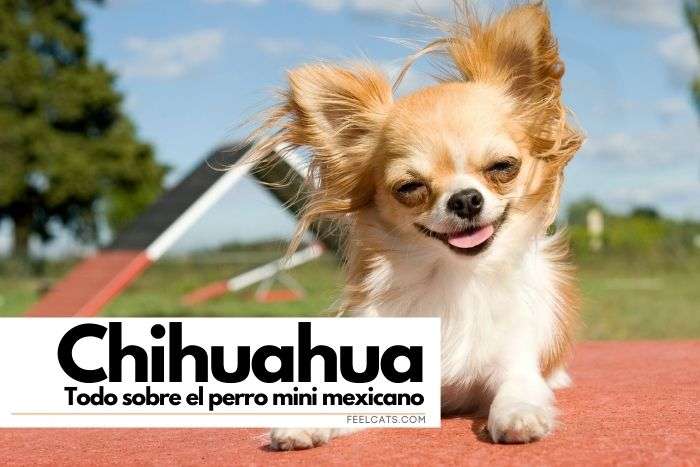 cuanto mide el chihuahua terrier