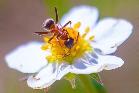 ant and flower