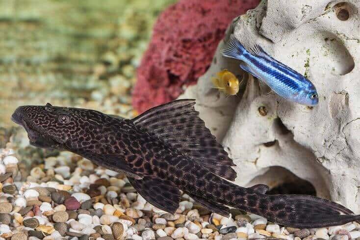 A pleco swimming near the bottom of the tank