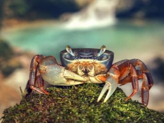 rainbow crab