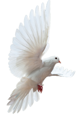 Dove Png PNG images